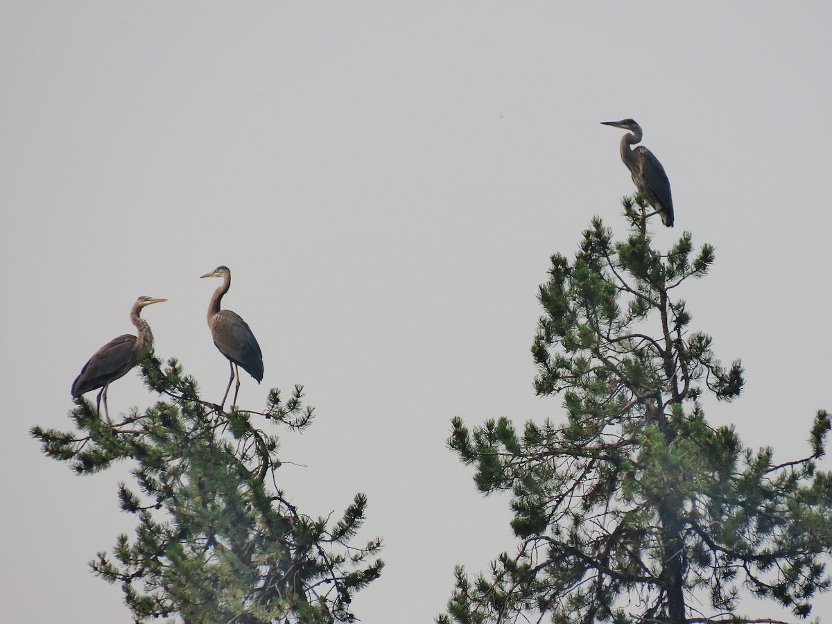 Great Blue Heron - ML361301221