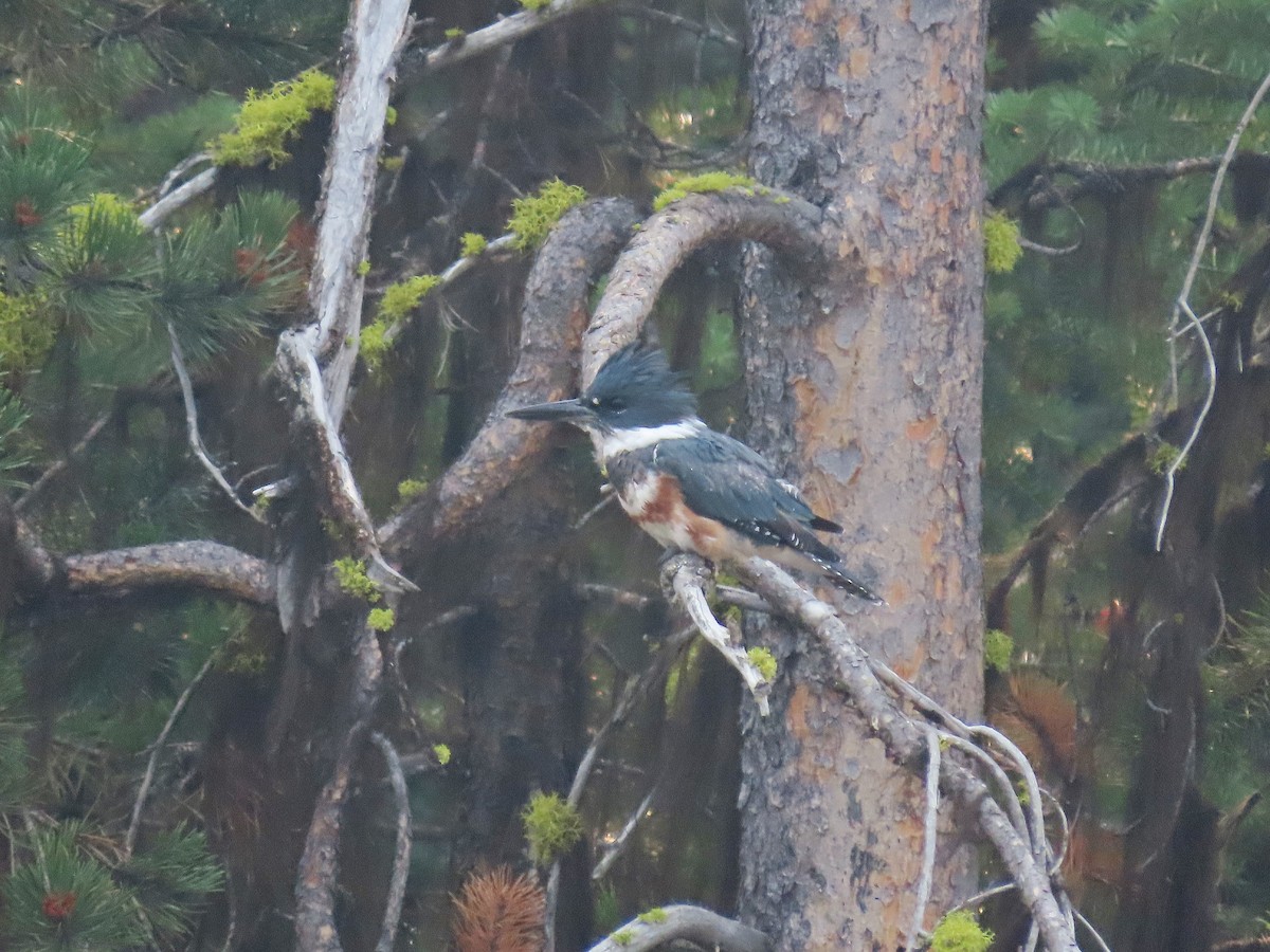 Belted Kingfisher - ML361301431