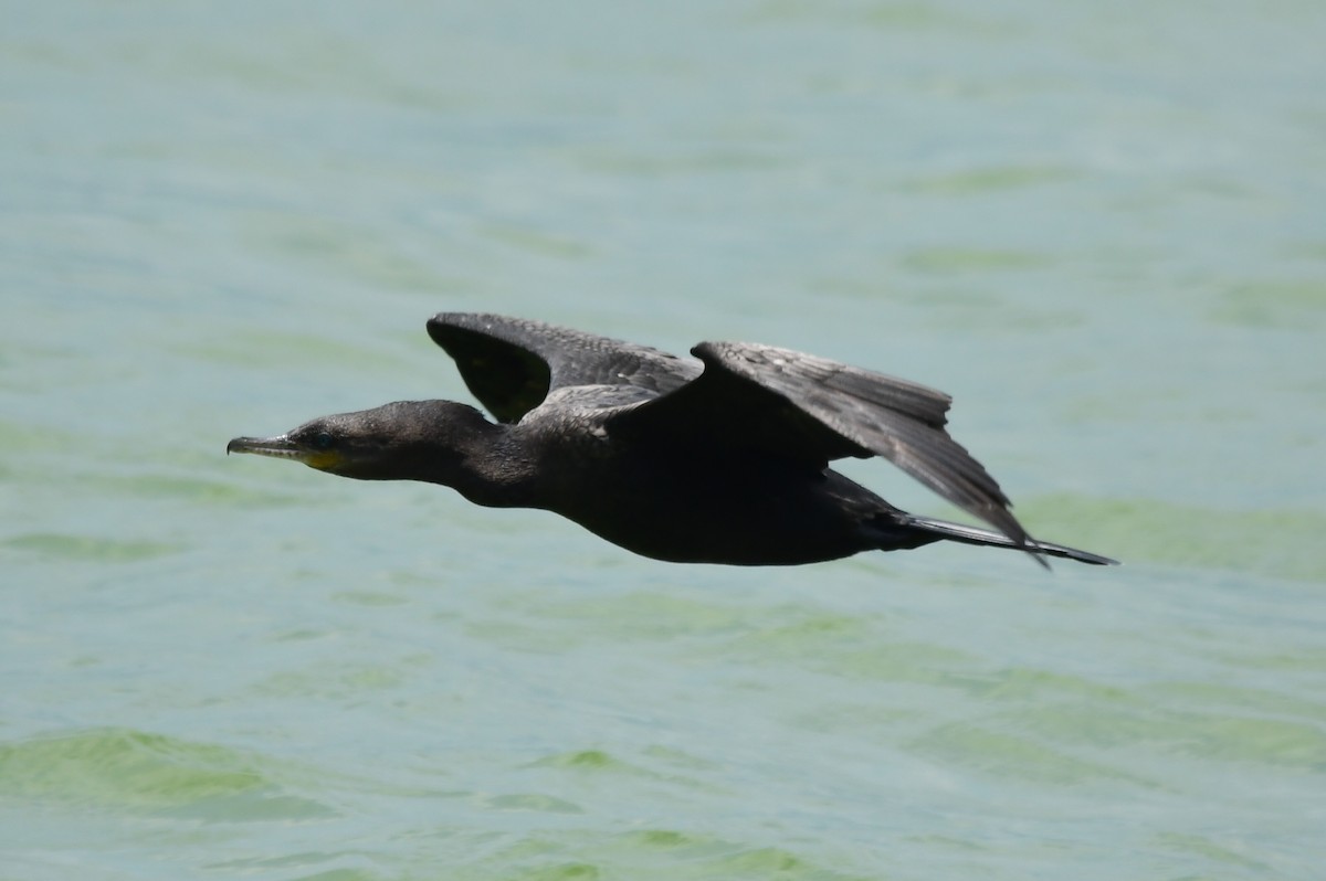 Neotropic Cormorant - ML361301991