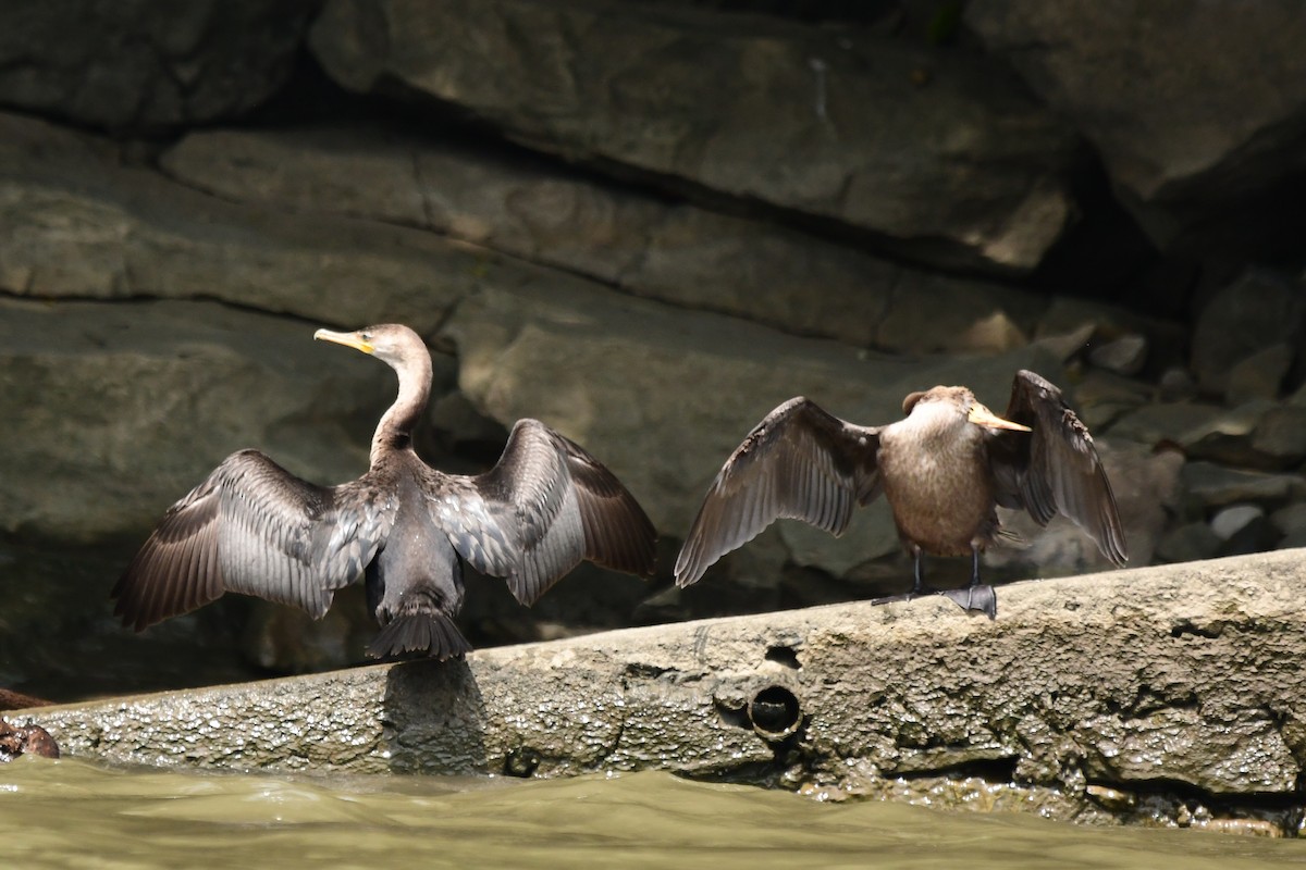 Neotropic Cormorant - ML361302171