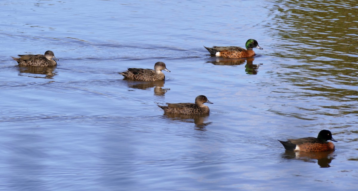 Chestnut Teal - ML361302651
