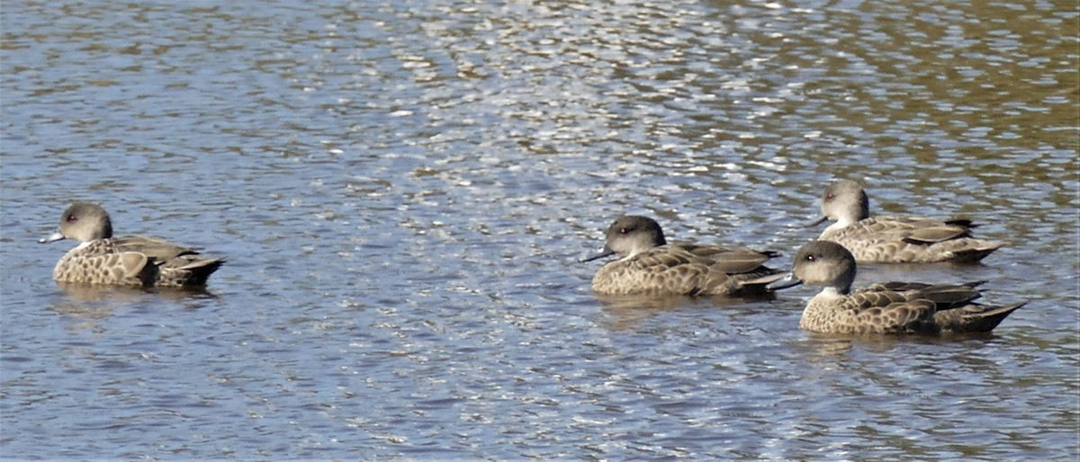 Gray Teal - ML361302681