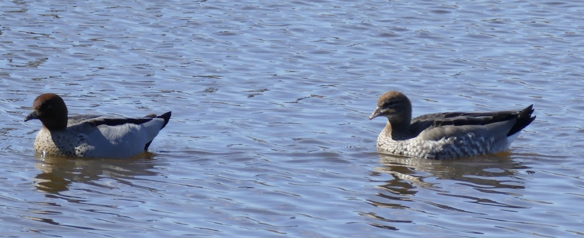 Maned Duck - ML361302701