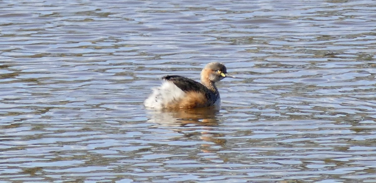 Australasian Grebe - ML361302711