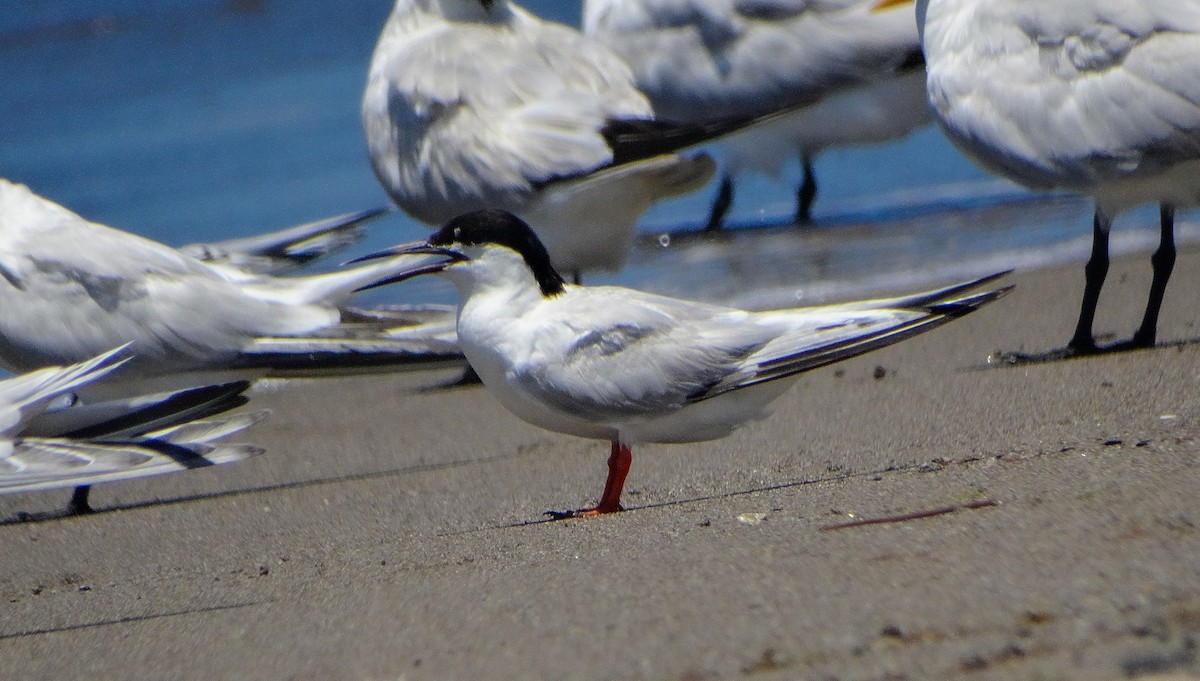 Roseate Tern - Alejandro Garcia