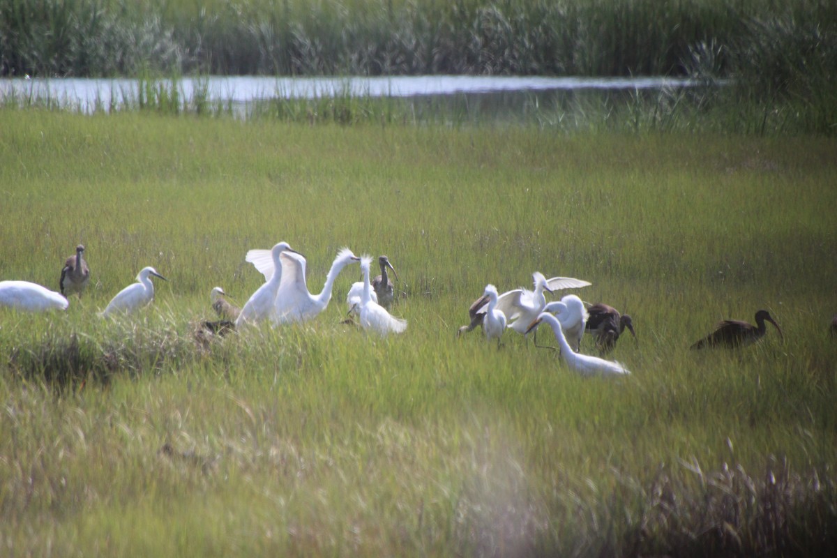 White Ibis - ML361308231