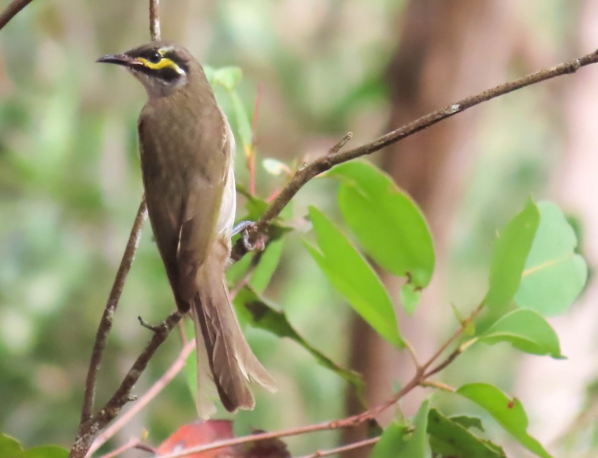 Yellow-faced Honeyeater - Paul Dobbie