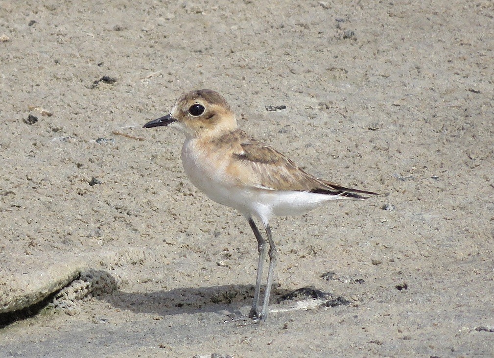 Kittlitz's Plover - ML361309741