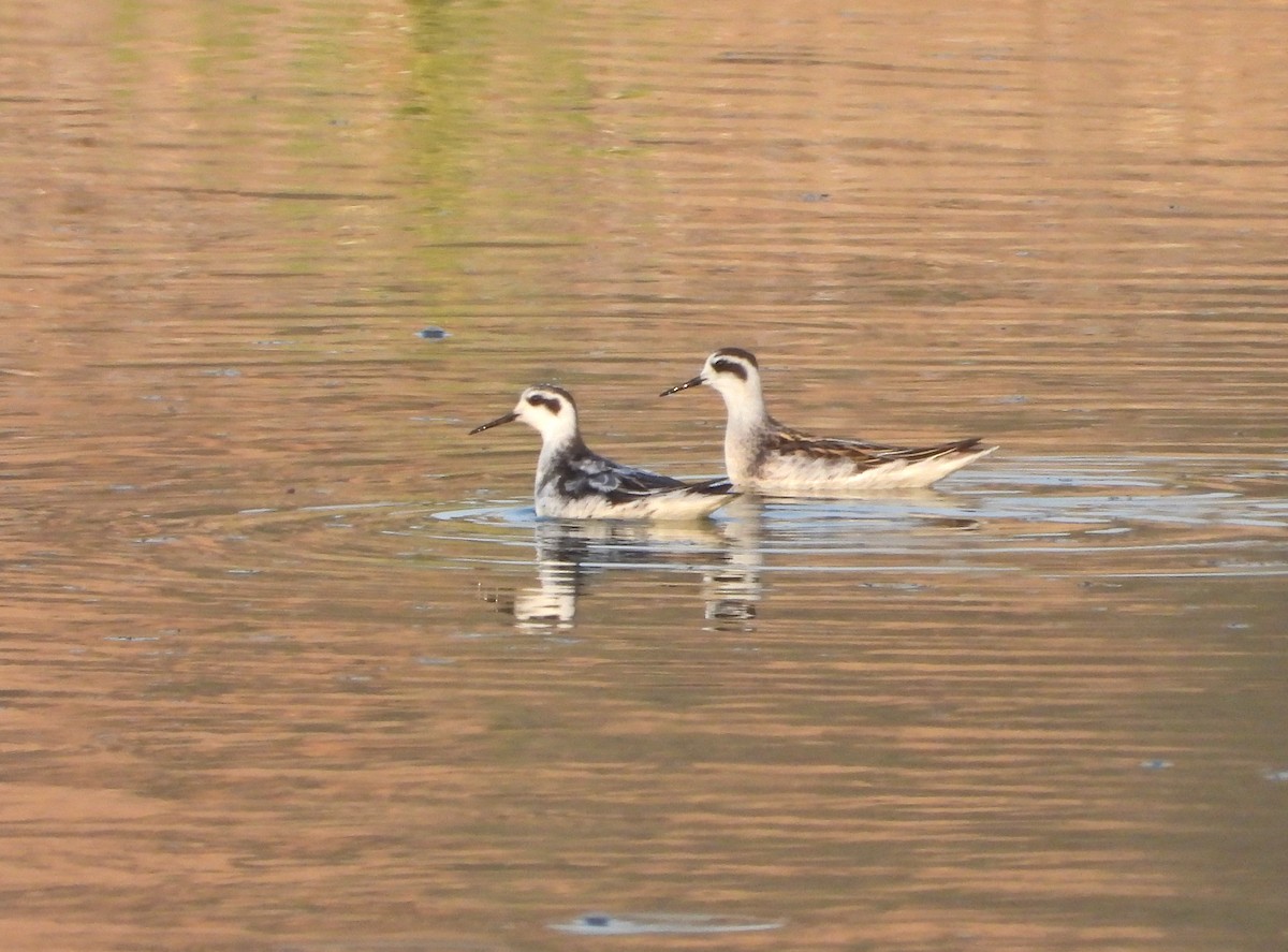 Phalarope à bec étroit - ML361309931