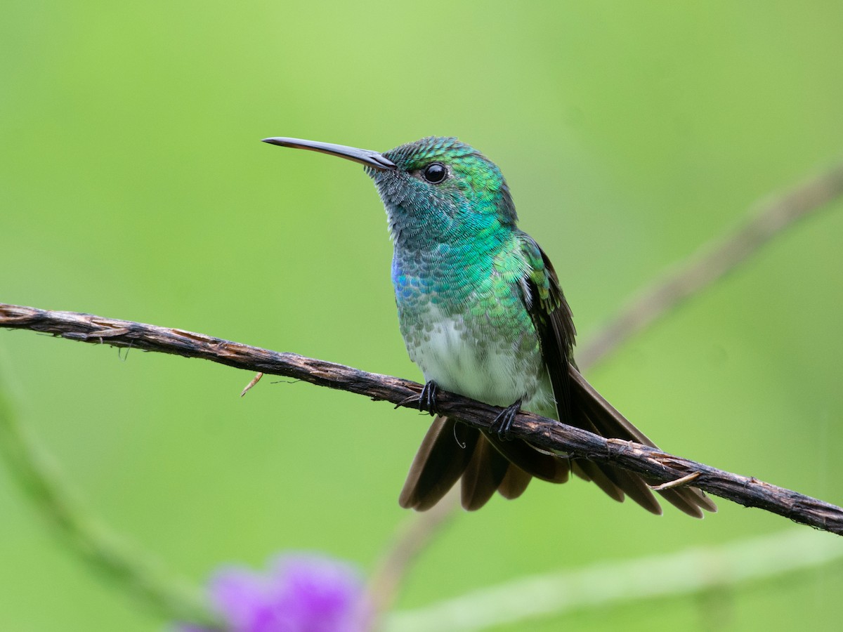 マングローブエメラルドハチドリ - eBird