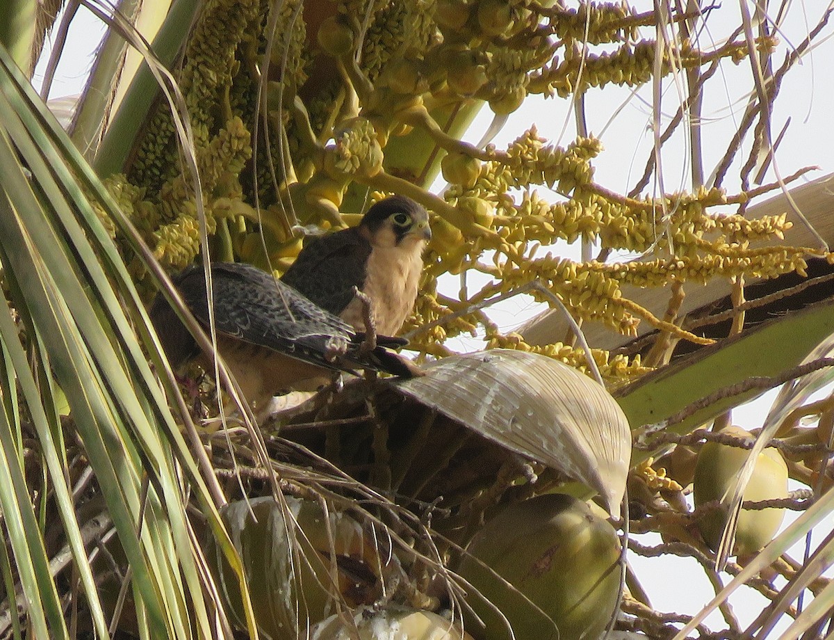 Red-necked Falcon - Bram Piot