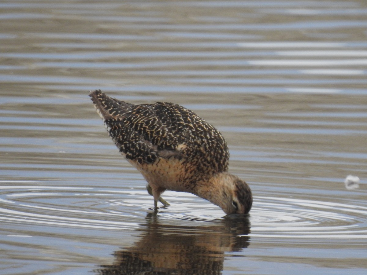 Long-billed Dowitcher - ML361311321
