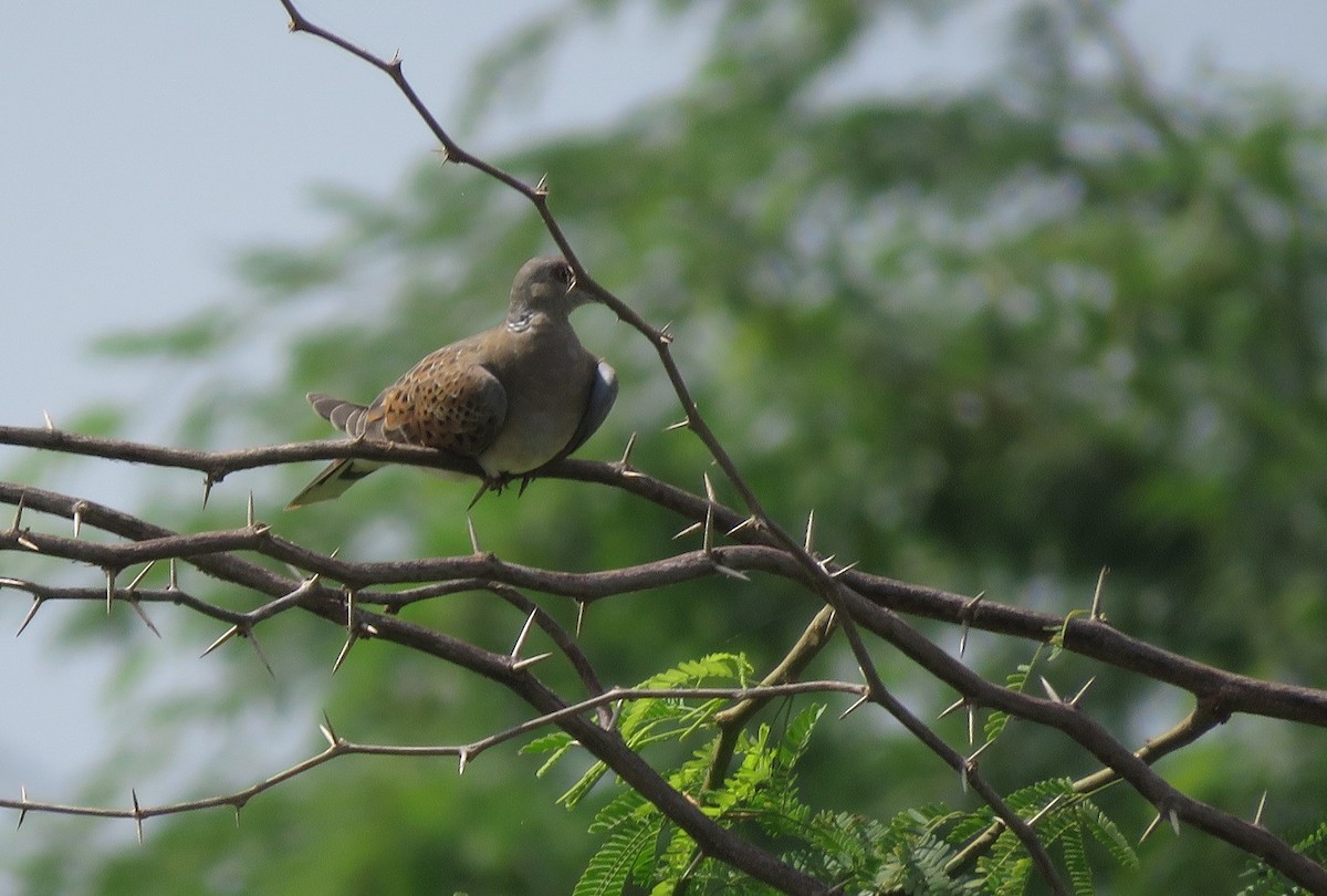 European Turtle-Dove - ML361312681