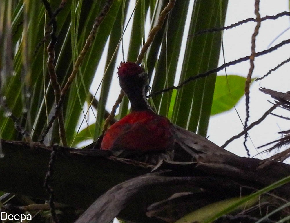 Black-rumped/Red-backed Flameback - ML361312731