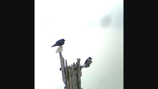 Purple Martin - ML361314491