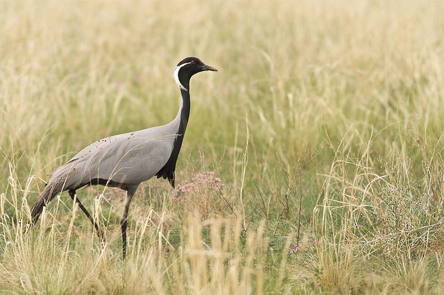 Demoiselle Crane - ML36131521