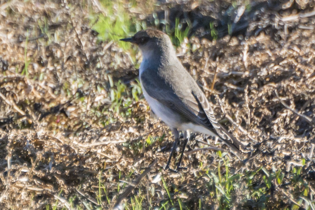 Dark-faced Ground-Tyrant - Ximena Carramiñana Collado