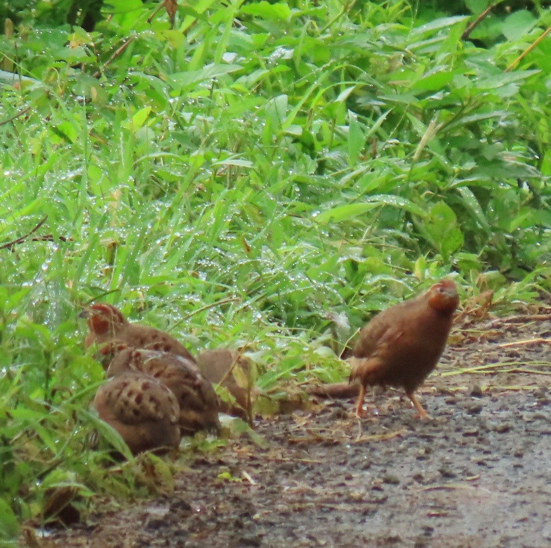 Jungle Bush-Quail - Maria Fernandes