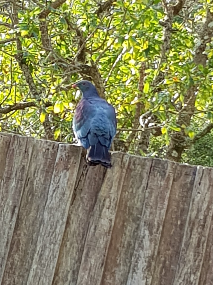 New Zealand Pigeon - ML361317581
