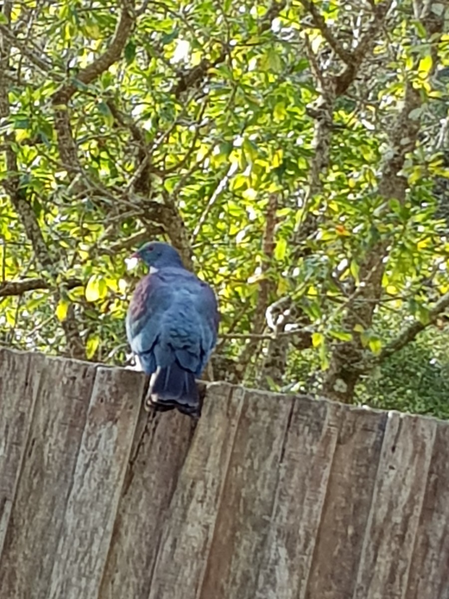 Маорийский плодовый голубь - ML361317591