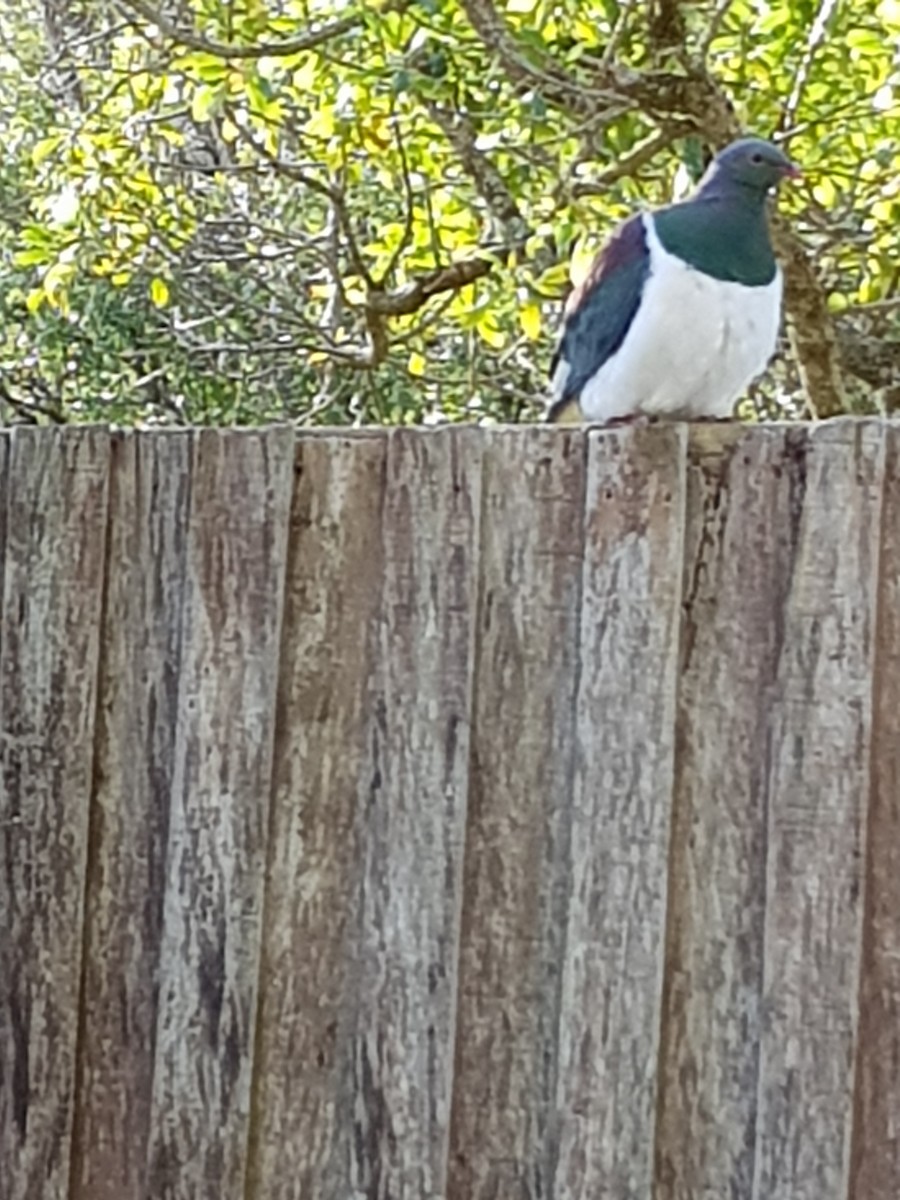 New Zealand Pigeon - ML361317611