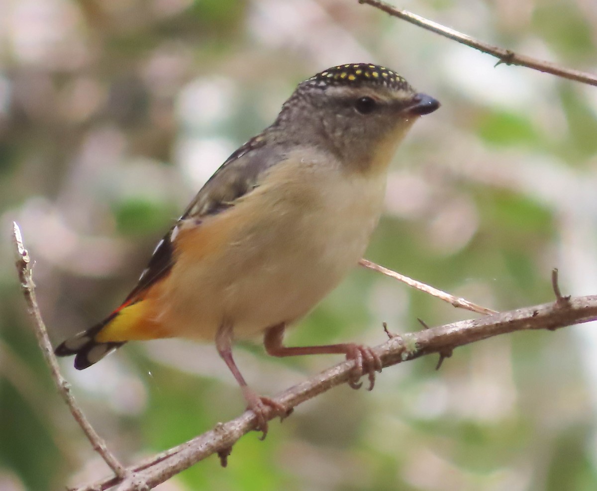 Spotted Pardalote - ML361317961