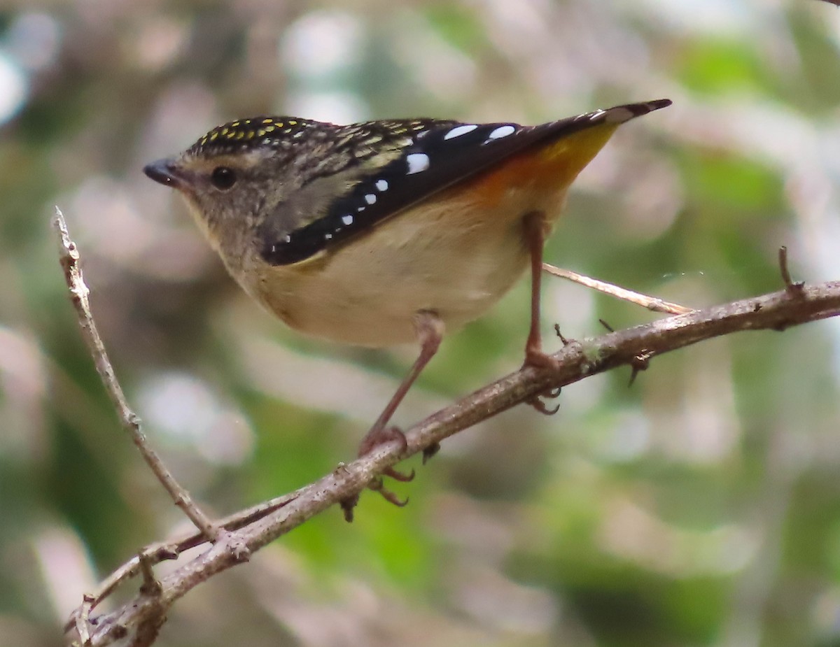 Spotted Pardalote - ML361317991