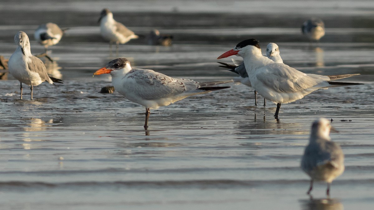 Caspian Tern - Todd Kiraly