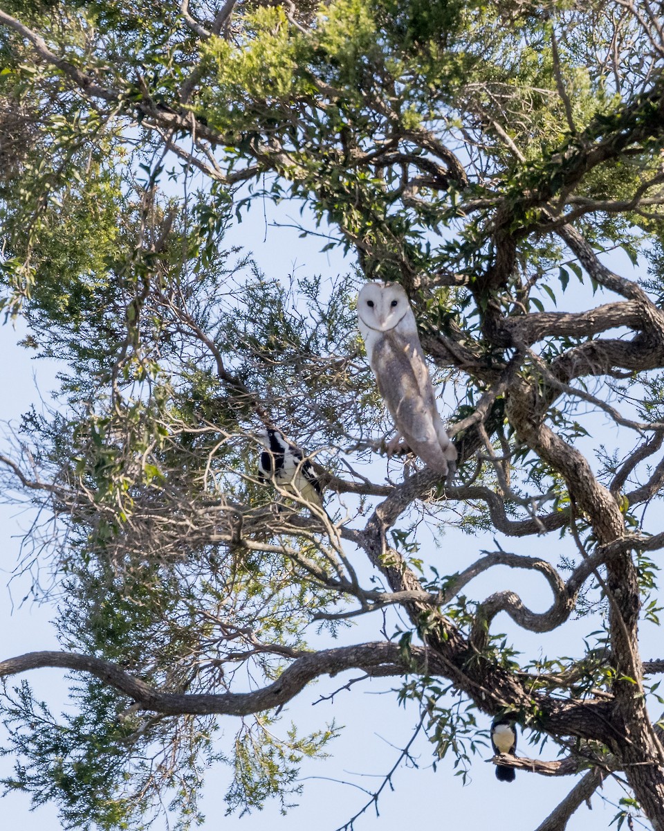 Barn Owl - ML361322161