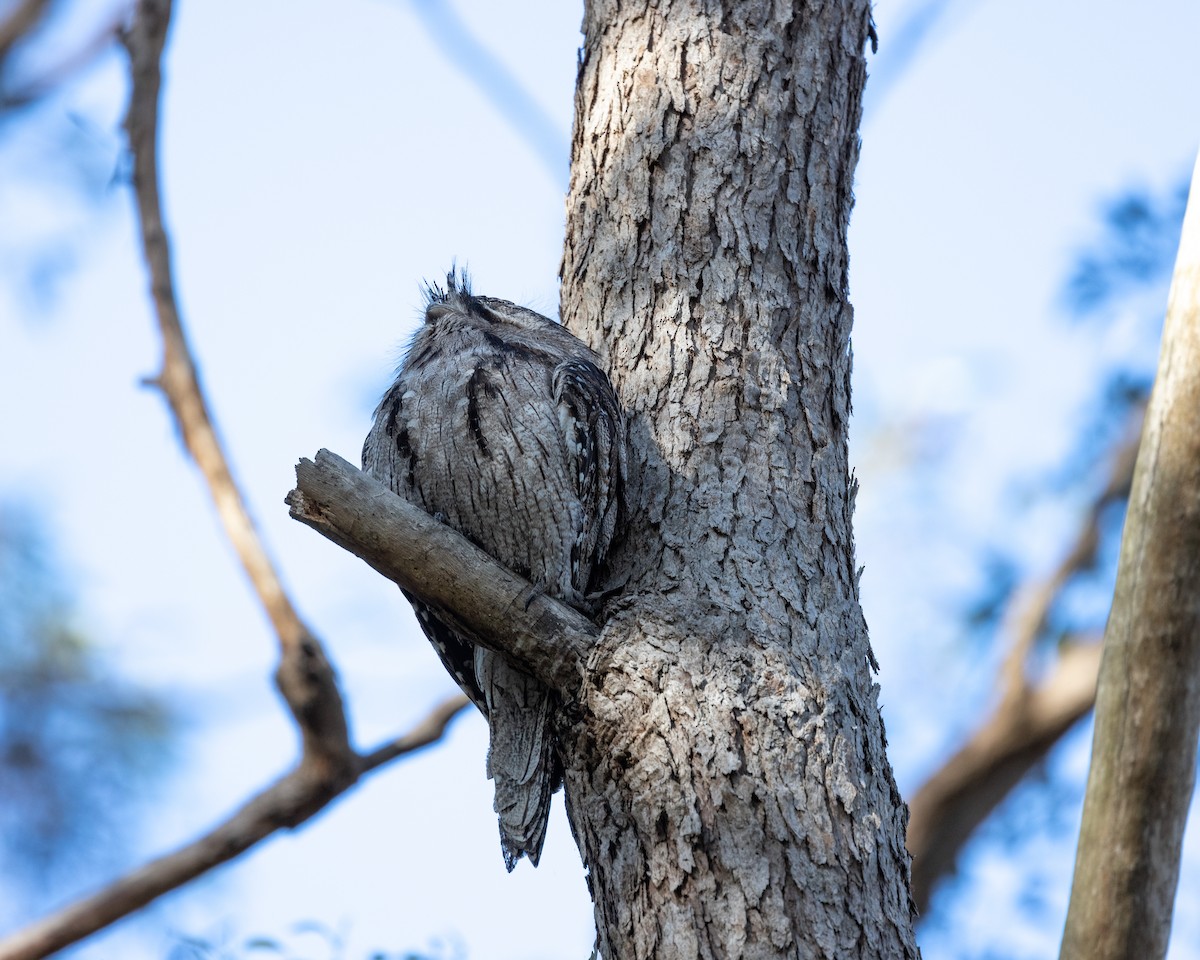 Tawny Frogmouth - ML361322731