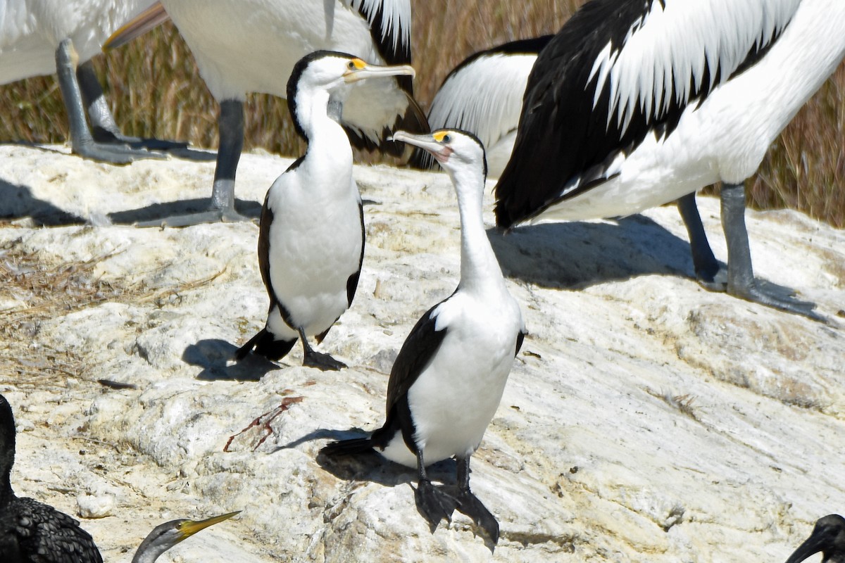 Pied Cormorant - ML361322871