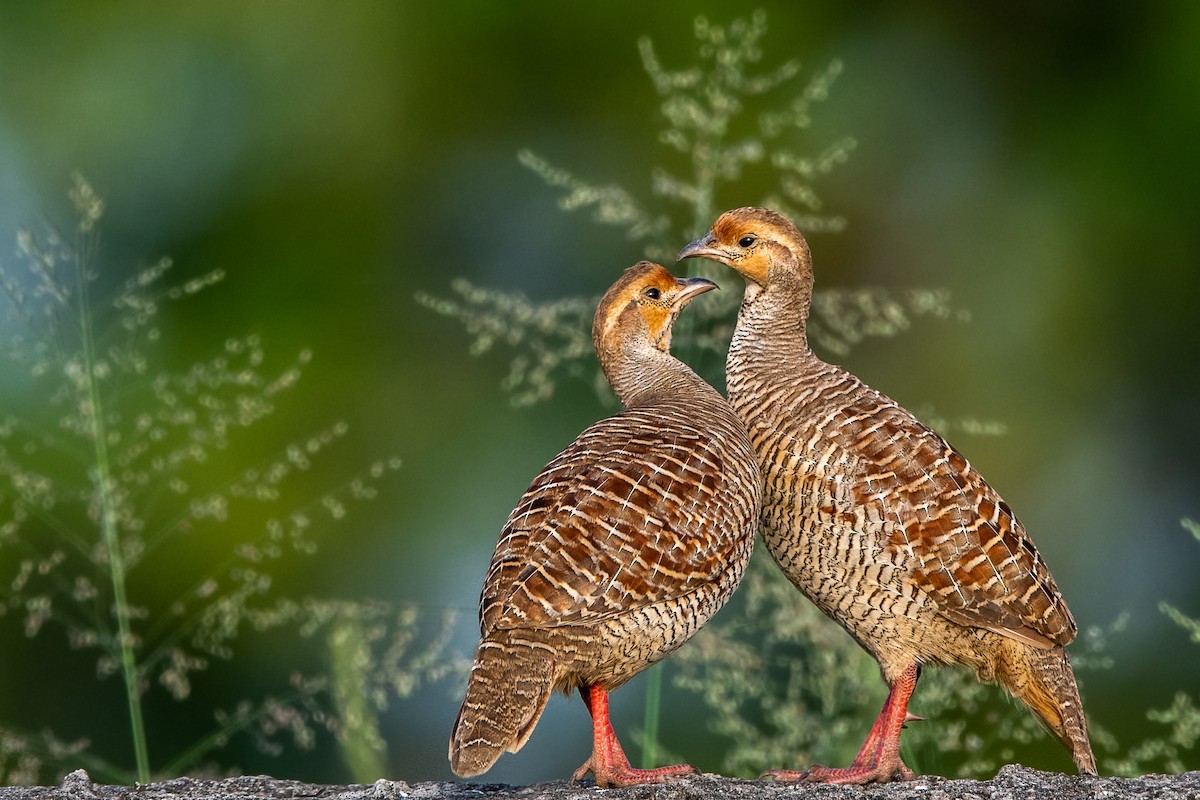 Gray Francolin - Vivek Saggar