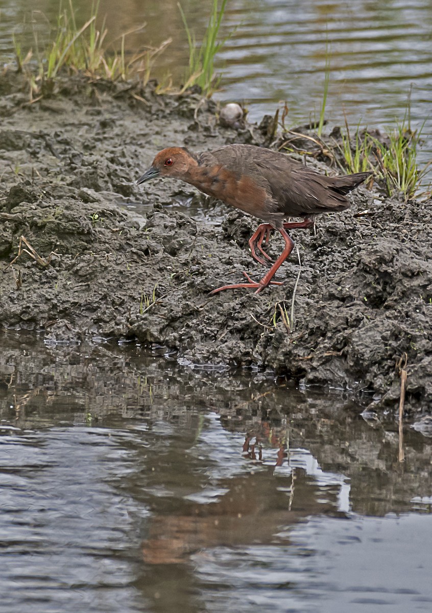 Ruddy-breasted Crake - ML361323231