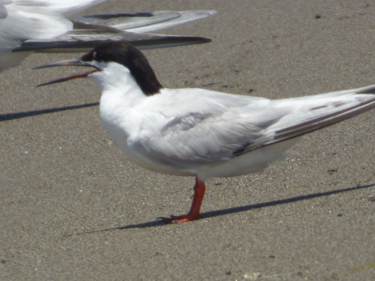 Roseate Tern - Cenaida Moncada