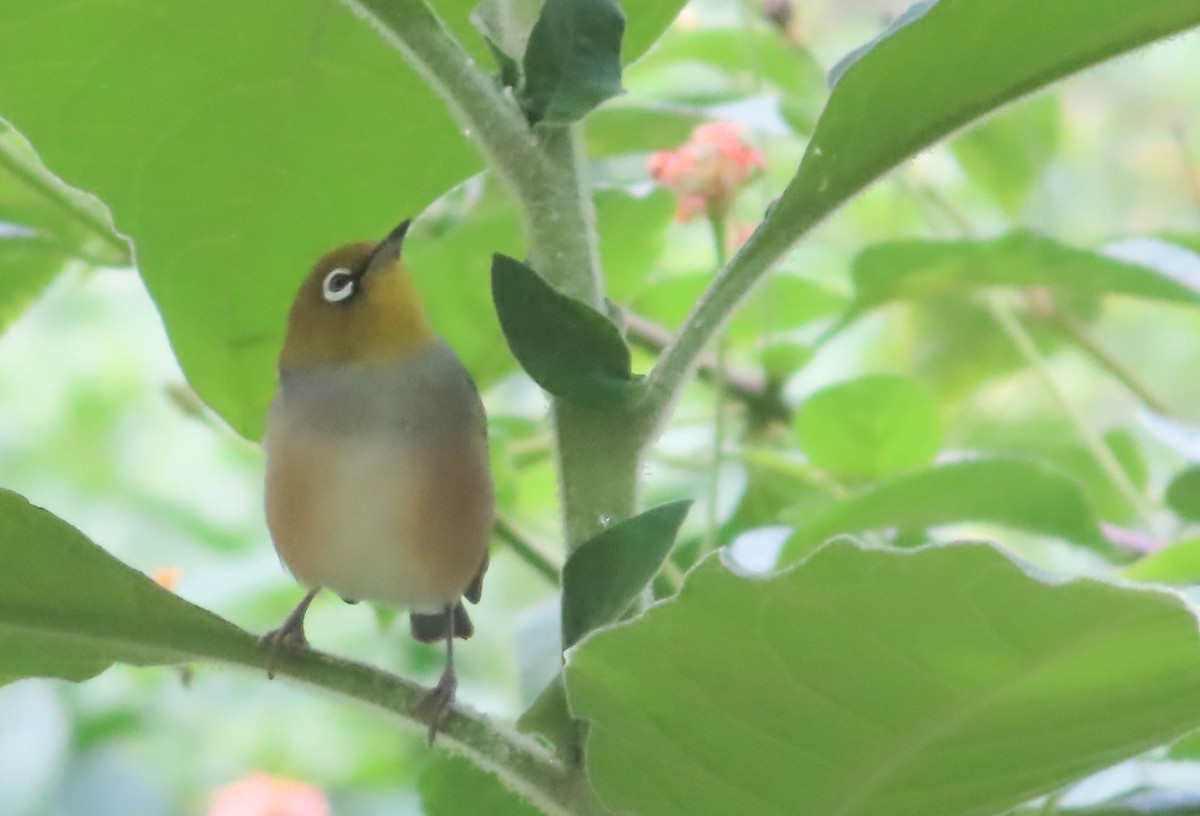 Silvereye - Paul Dobbie