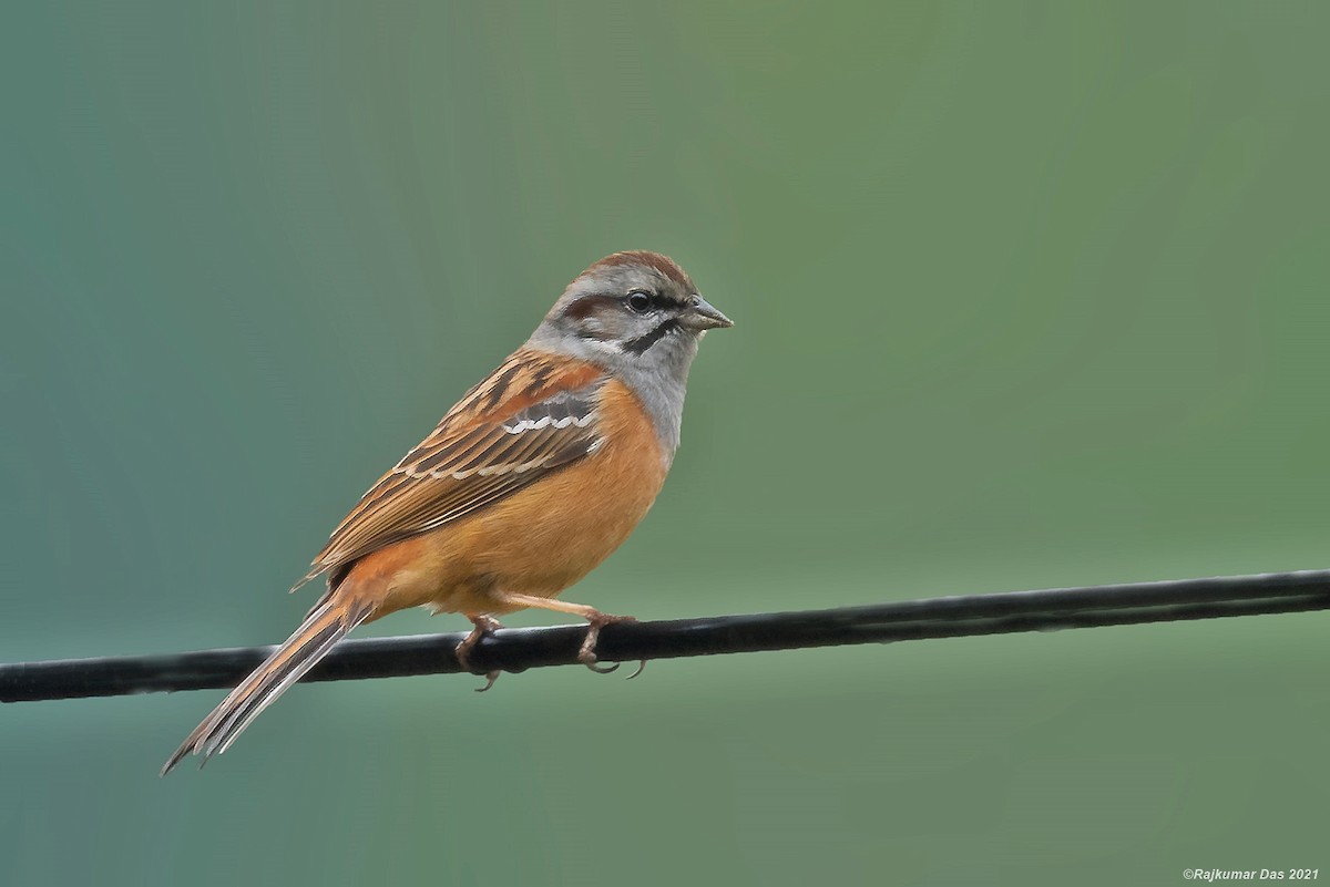 Godlewski's Bunting - ML361323531