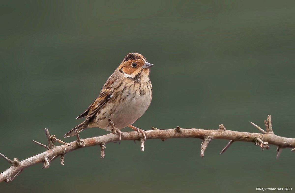 Little Bunting - ML361323551