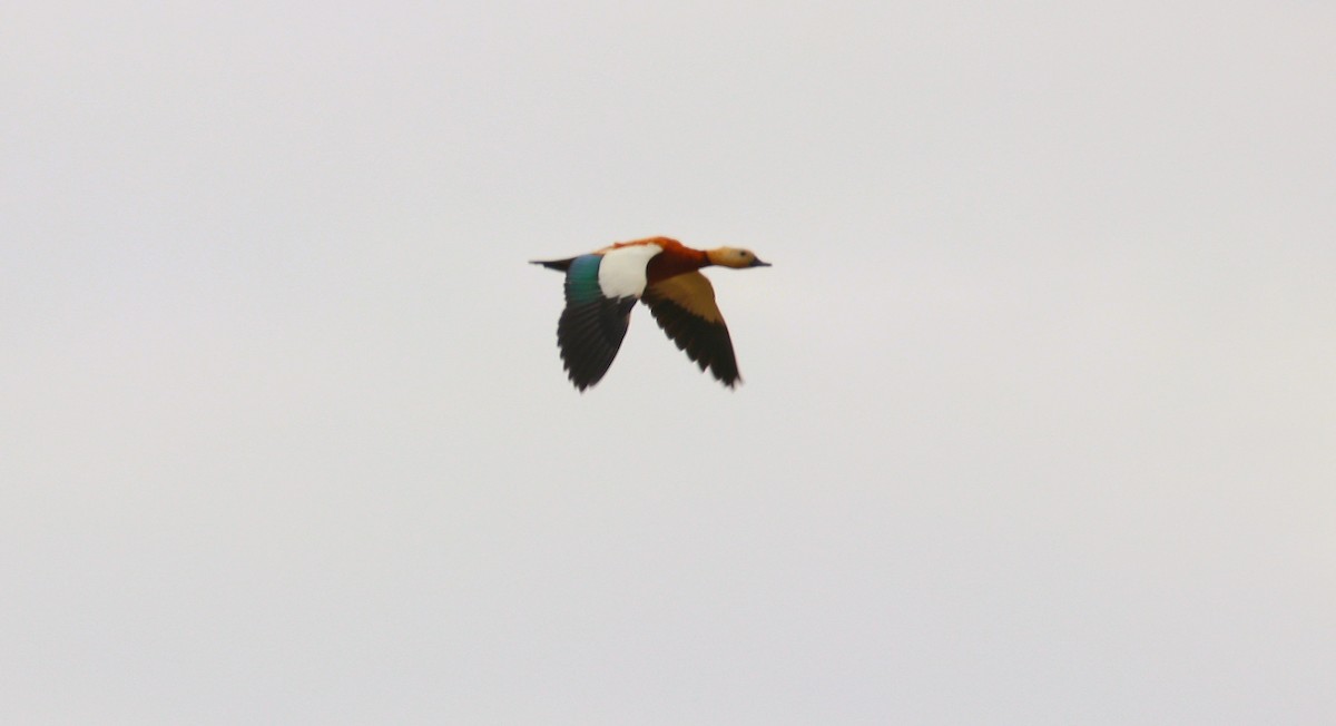 Ruddy Shelduck - ML361323761