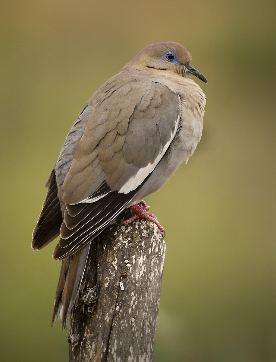 White-winged Dove - John Buttress