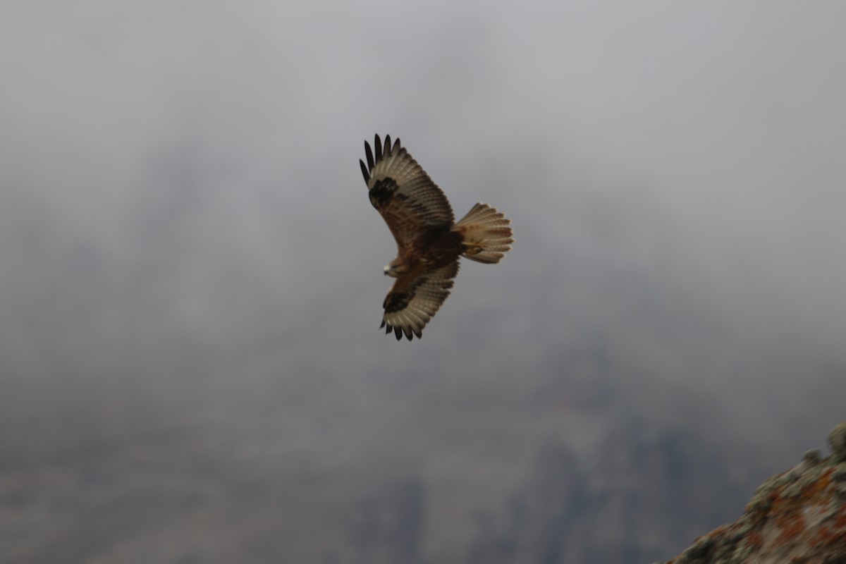 Long-legged Buzzard - ML361324401