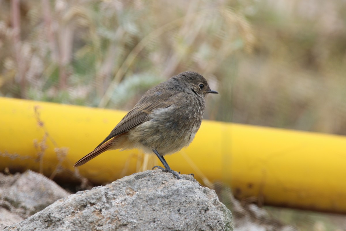 クロジョウビタキ - ML361324711