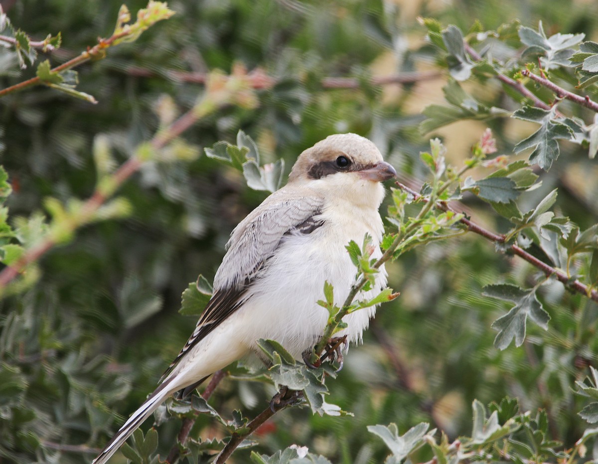 Lesser Gray Shrike - ML361324831