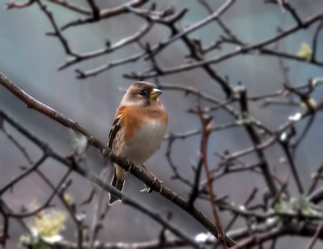 Brambling - ML361325521