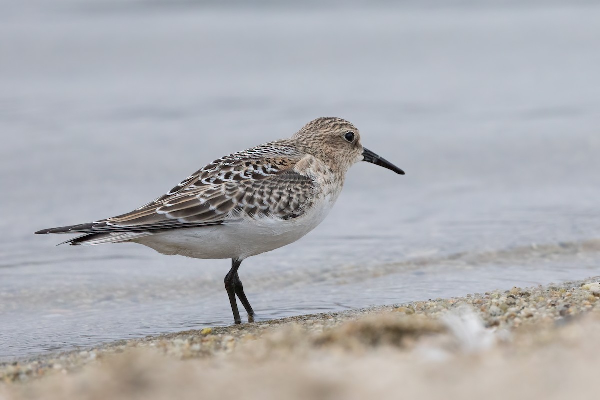 Baird's Sandpiper - ML361325611