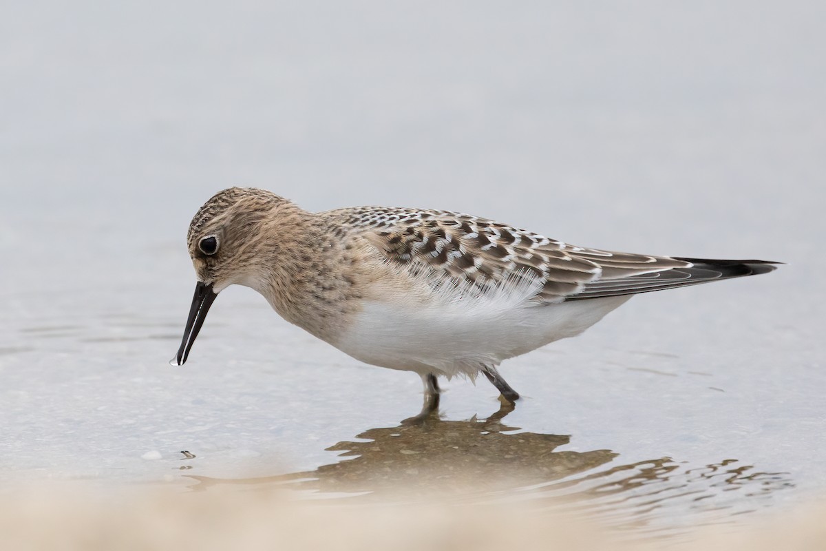 Baird's Sandpiper - ML361325621