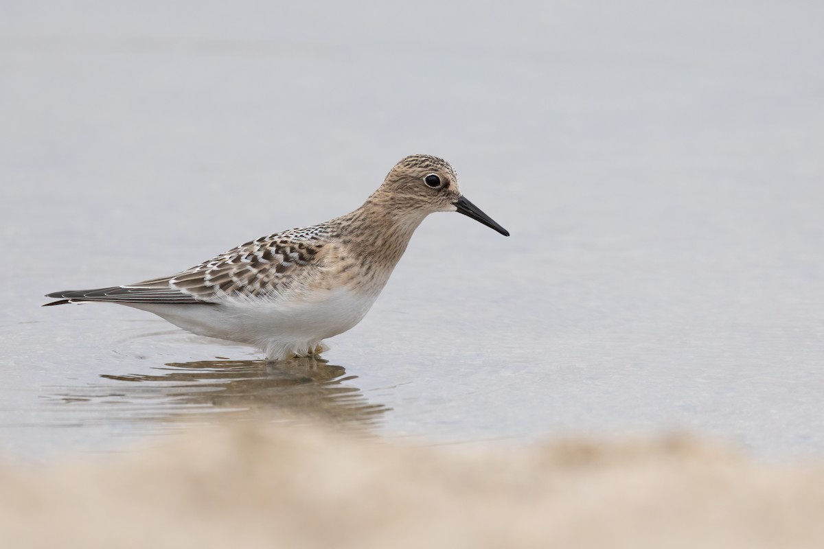 Baird's Sandpiper - ML361325641