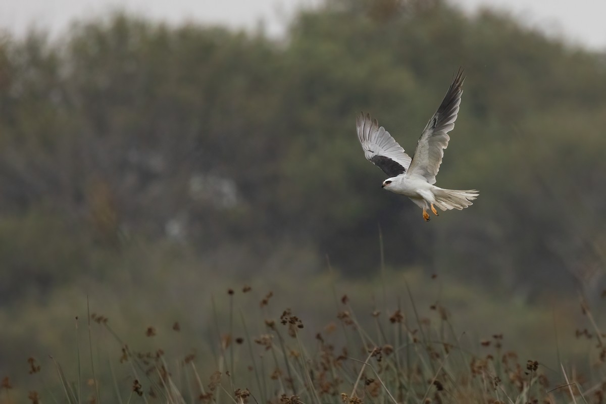 White-tailed Kite - ML361325781