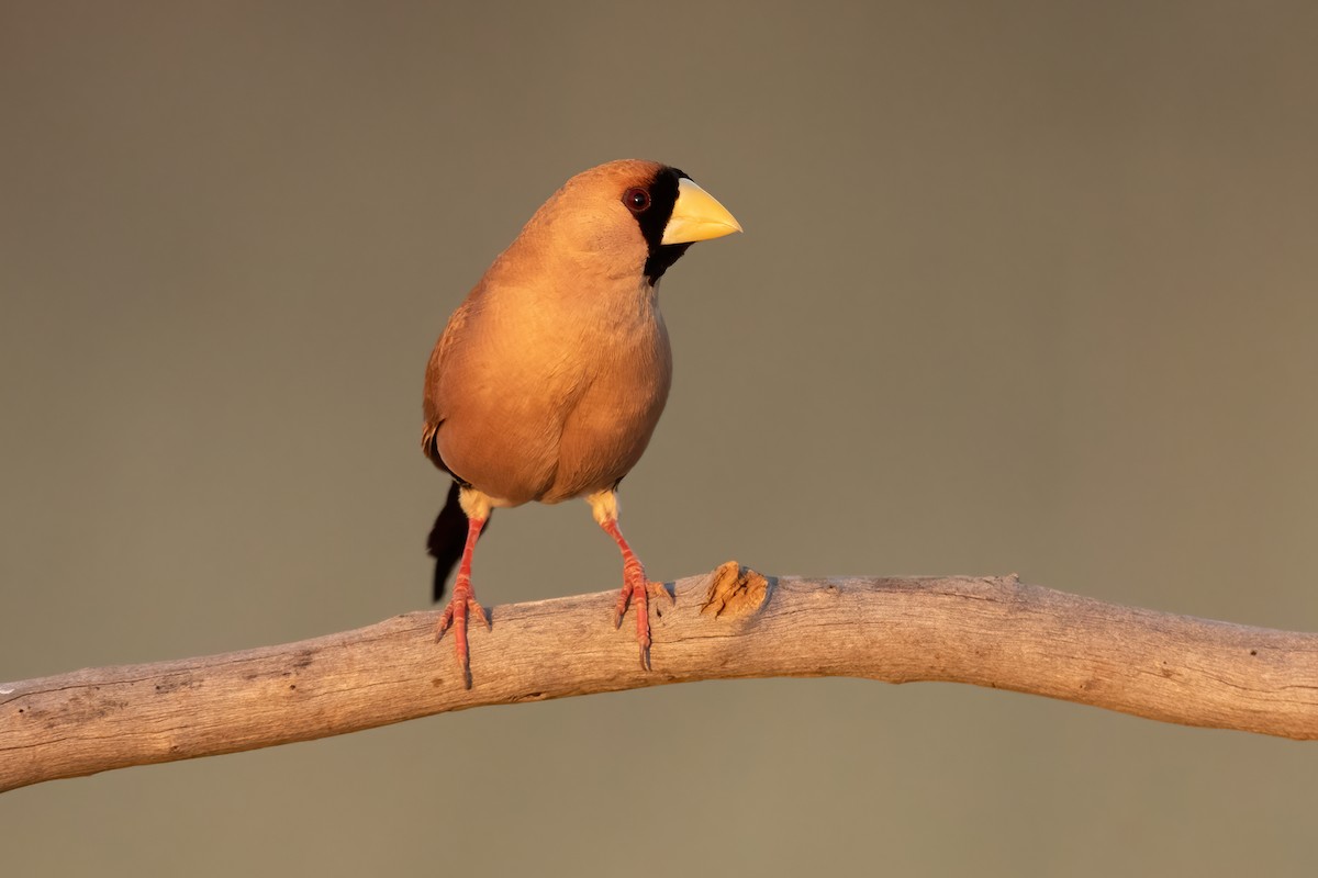 Masked Finch - ML361326041