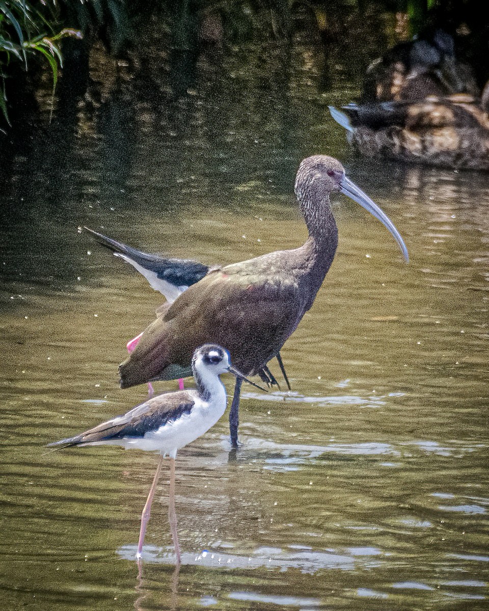 カオジロブロンズトキ - ML361326291