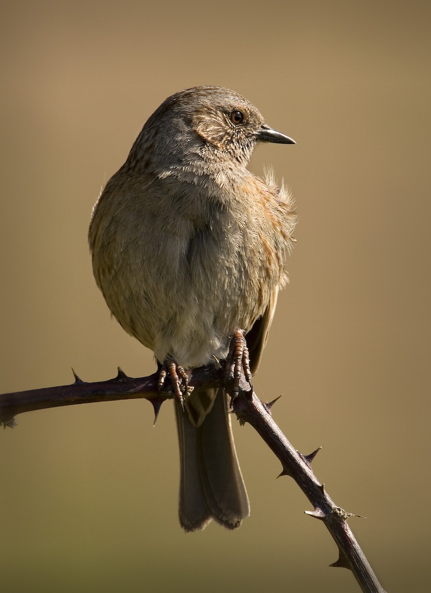 Dunnock - John Buttress